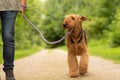Airedale Terrier. Dog handler is walking with his odedient dog on the road in a forest Royalty Free Stock Photo
