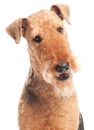 Airedale Terrier dog isolated