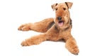 Airedale Terrier dog isolated Royalty Free Stock Photo