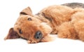 Airedale Terrier dog isolated