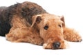 Airedale Terrier dog isolated Royalty Free Stock Photo