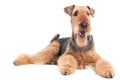 Airedale Terrier dog isolated Royalty Free Stock Photo