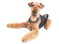 Airedale Terrier dog isolated Royalty Free Stock Photo