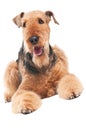 Airedale Terrier dog isolated Royalty Free Stock Photo