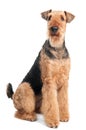 Airedale Terrier dog isolated Royalty Free Stock Photo