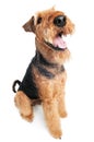 Airedale Terrier dog isolated Royalty Free Stock Photo