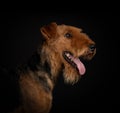 Airedale terrier dog isolated on black background studio shot copy space for text Royalty Free Stock Photo