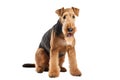 Airedale Terrier Dog On Isolated Transparent Background, Png. Generative AI