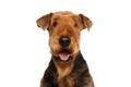 Airedale Terrier Dog on Isolated White background Royalty Free Stock Photo