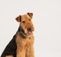 Airedale terrier dog isolated on white background studio shot copy space for text Royalty Free Stock Photo