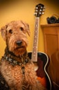 Airedale terrier dog in music studio with guitar Royalty Free Stock Photo