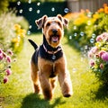 Airedale Terrier dog playfully chasing bubbles in a sunlit garden Royalty Free Stock Photo