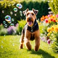 Airedale Terrier dog playfully chasing bubbles in a sunny garden Royalty Free Stock Photo