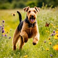 Airedale Terrier dog playfully chasing a butterfly in a meadow flower fields Royalty Free Stock Photo