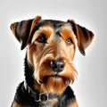 Airedale terrier dog portrait on a light background. Breed of animals Royalty Free Stock Photo