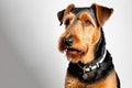 Airedale terrier dog portrait on a light background. Breed of animals. Illustration with place for text Royalty Free Stock Photo