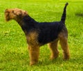 Airedale Terrier Dog. Portrait of nice airedale terrier in the garden Royalty Free Stock Photo