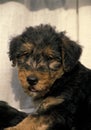 Airedale Terrier Dog, Portrait of Pup Royalty Free Stock Photo