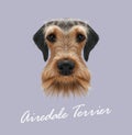 Airedale Terrier Dog Portrait.