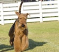 Airedale Terrier dog Royalty Free Stock Photo