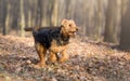Airedale terrier dog