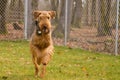 Airedale terrier dog running outdoors