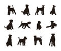 Airedale terrier dog silhouettes, Airedale terrier dog silhouette set Royalty Free Stock Photo