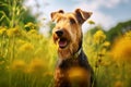 Airedale terrier dog sitting in meadow field surrounded by vibrant wildflowers and grass on sunny day AI Generated Royalty Free Stock Photo