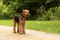 Airedale Terrier doch ist standig on a street Royalty Free Stock Photo