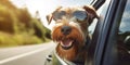 Airedale Terrier Doggy Road Trip Fun Sunglasses Leash and Summer Vacation Adventures - Generative AI Royalty Free Stock Photo