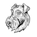 Airedale Terrier Head Etching Black and White