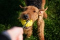 The Airedale Terrier playing ball