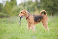 Airedale Terrier playing with rope toy