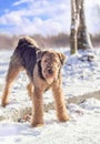 Airedale Terrier playing on a snow Royalty Free Stock Photo