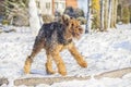 Airedale Terrier playing on a snow Royalty Free Stock Photo