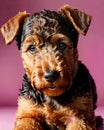 Airedale Terrier puppy dog portrait