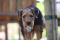 Airedale Terrier puppy Royalty Free Stock Photo