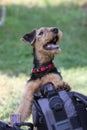 Airedale Terrier puppy Royalty Free Stock Photo