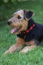 Airedale Terrier puppy Royalty Free Stock Photo