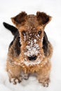 Airedale terrier puppy dog sitting at snow Royalty Free Stock Photo