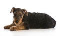 Airedale terrier puppy Royalty Free Stock Photo