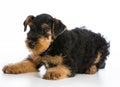 Airedale terrier puppy Royalty Free Stock Photo