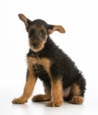 Airedale terrier puppy Royalty Free Stock Photo