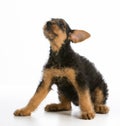 Airedale terrier puppy Royalty Free Stock Photo