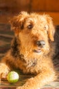 Airedale Terrier - It`s My Ball