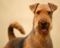 Airedale terrier set to a point Royalty Free Stock Photo