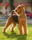 Airedale terrier set to a point outdoors Royalty Free Stock Photo