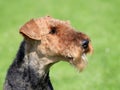 Airedale Terrier in the spring garden Royalty Free Stock Photo