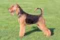 Airedale Terrier in the spring garden Royalty Free Stock Photo