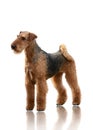 Airedale Terrier stand isolated on white background